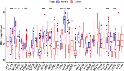 DLC1 Is a Prognosis-Related Biomarker Correlated With Tumor Microenvironment Remodeling in Endometrial Carcinoma